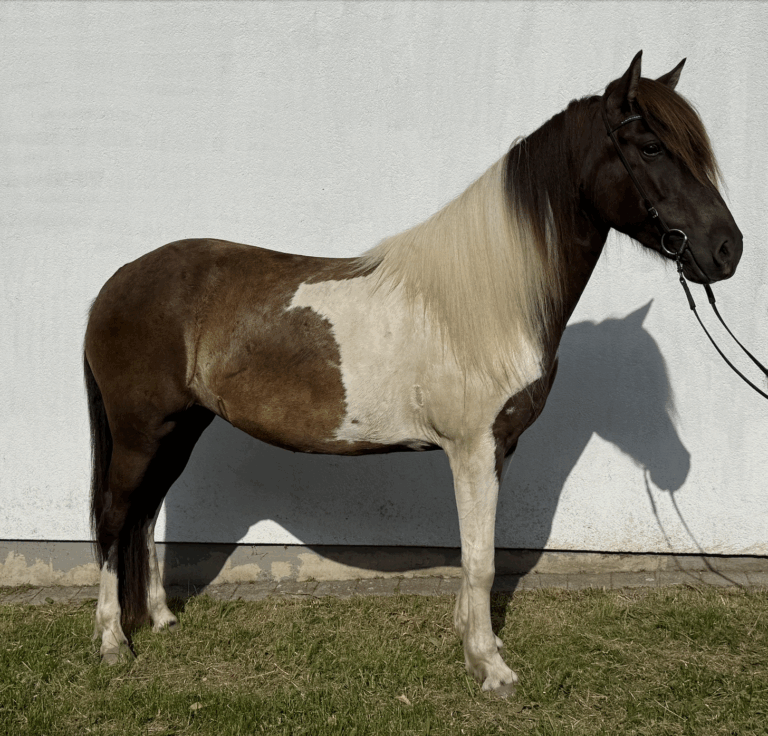 Dröfn2