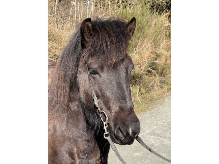 Ásta vom AkazienhofDesign ohne Titel (1)