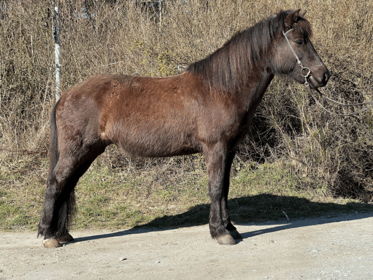 Ásta vom AkazienhofDesign ohne Titel